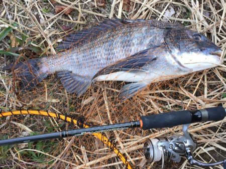 チヌで冷蔵庫がいっぱい！